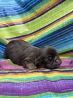 Fancy , a female Shih Tzu for sale in Ava, MO – 1 of 9