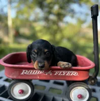 Coco, a male Miniature Dachshund for sale in Ava, MO – 3 of 4