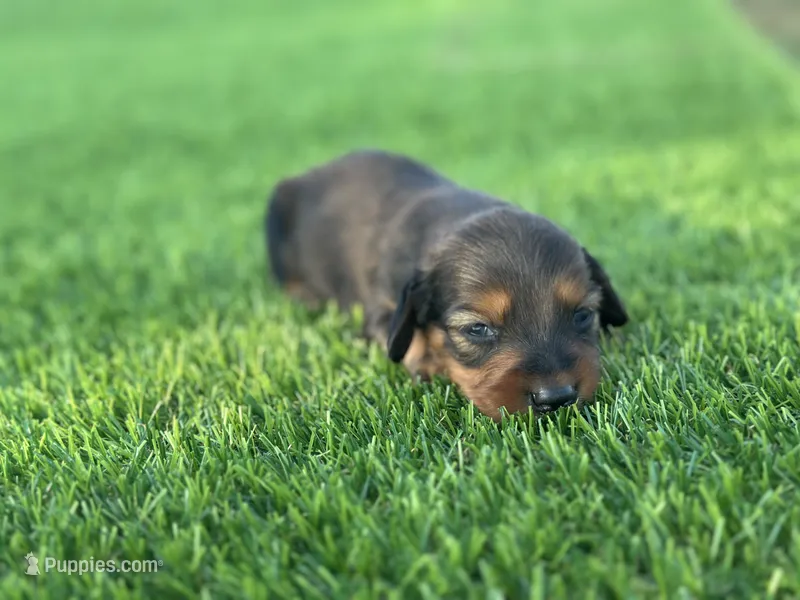 Suzie  – Miniature Dachshund puppy for sale in Ava, MO