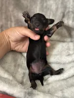Hazel , a female Miniature Dachshund for sale in Ava, MO – 2 of 3