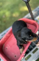 Coco, a male Miniature Dachshund for sale in Ava, MO – 4 of 4