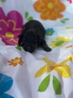 Redbud , a female Miniature Dachshund for sale in Ava, MO – 4 of 4