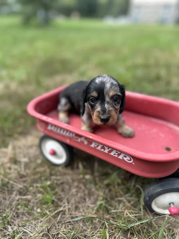 Rocky – Miniature Dachshund puppy for sale in Ava, MO