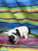 Bruno , a male Shih Tzu for sale in Ava, MO – 6 of 6