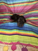 Suzie , a female Miniature Dachshund for sale in Ava, MO – 3 of 4