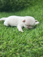 Snowhite , a female Shih Tzu for sale in Ava, MO – 5 of 7