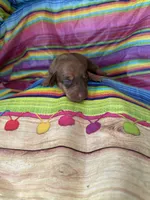 Jane , a female Miniature Dachshund for sale in Ava, MO – 4 of 4