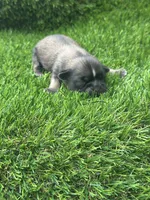 Bluey, a female Shih Tzu for sale in Ava, MO – 2 of 8
