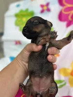 Daisy , a female Miniature Dachshund for sale in Ava, MO – 2 of 4