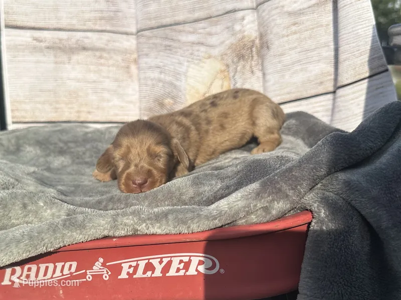 Sapphire  – Miniature Dachshund puppy for sale in Ava, MO