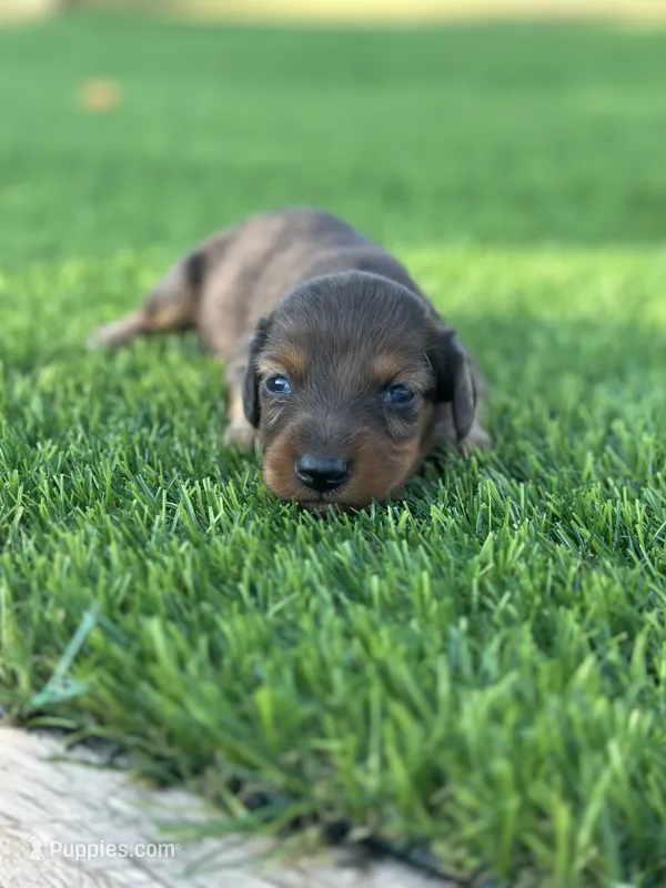 Scooter  – Miniature Dachshund puppy for sale in Ava, MO