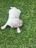 Tanner, a male Shih Tzu for sale in Ava, MO – 6 of 9