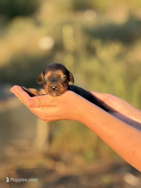 Suzie  – Miniature Dachshund puppy for sale in Ava, MO