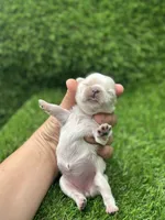 Snowhite , a female Shih Tzu for sale in Ava, MO – 2 of 7