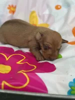 Duke, a male Miniature Dachshund for sale in Ava, MO – 4 of 6