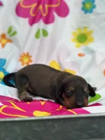 Boss hog , a male Miniature Dachshund for sale in Ava, MO – 2 of 5