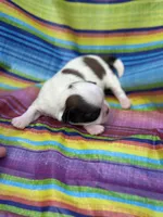 Jesie , a female Shih Tzu for sale in Ava, MO – 3 of 5