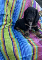 Magnolia , a female Miniature Dachshund for sale in Ava, MO – 2 of 6