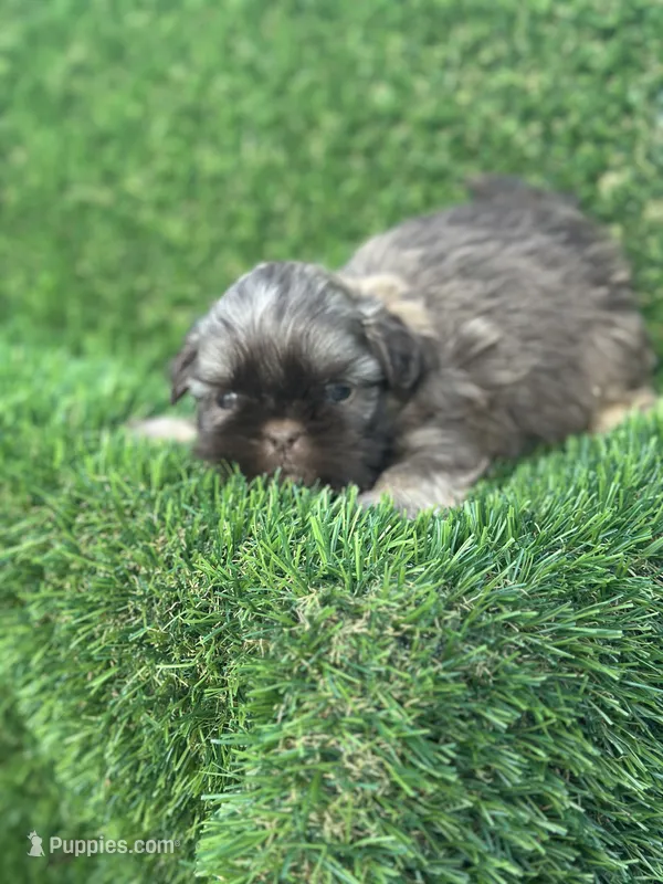 Unique  – Shih Tzu puppy for sale in Ava, MO