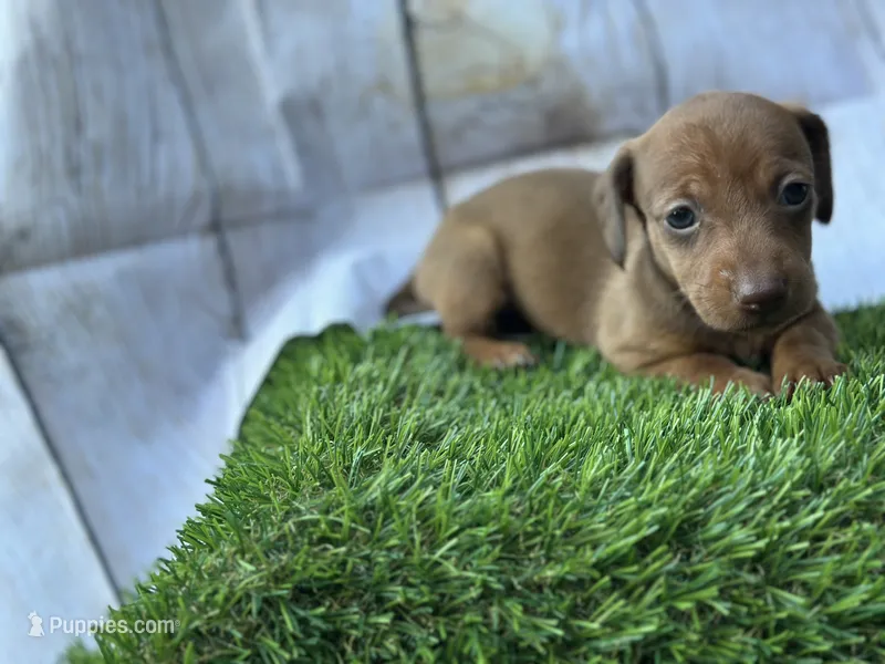 Jane  – Miniature Dachshund puppy for sale in Ava, MO