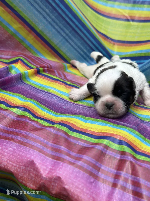 BoPeep  – Shih Tzu puppy for sale in Ava, MO