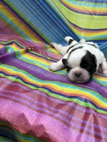 BoPeep , a female Shih Tzu for sale in Ava, MO – 1 of 7