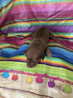 Jane , a female Miniature Dachshund for sale in Ava, MO – 2 of 4