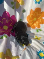 Magnolia , a female Miniature Dachshund for sale in Ava, MO – 2 of 4