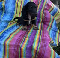 Magnolia , a female Miniature Dachshund for sale in Ava, MO – 4 of 6