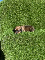 Sassy, a female Miniature Dachshund for sale in Ava, MO – 5 of 6