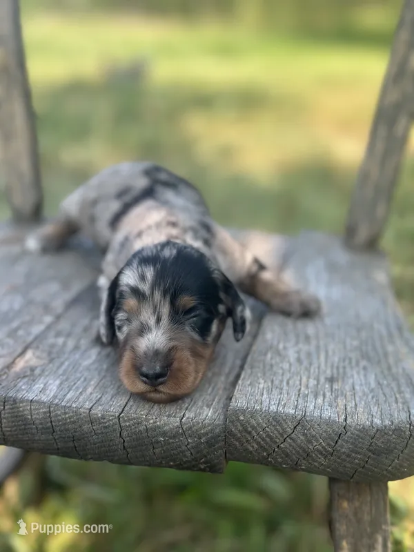 Hollywood – Miniature Dachshund puppy for sale in Ava, MO