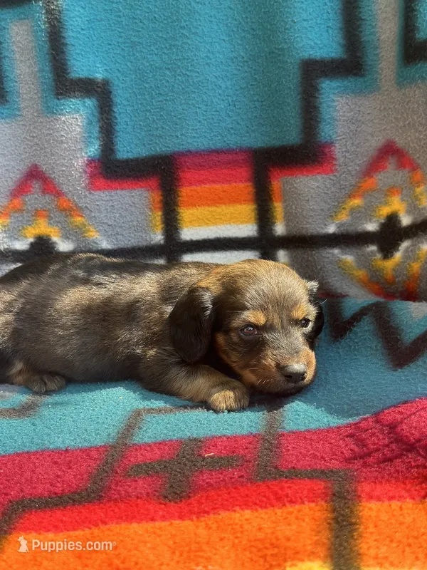 Bo – Miniature Dachshund puppy for sale in Ava, MO