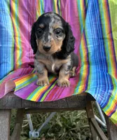Rocky, a male Miniature Dachshund for sale in Ava, MO – 6 of 6