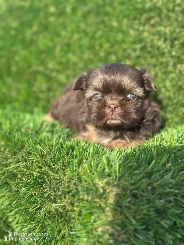 Fancy  – Shih Tzu puppy for sale in Ava, MO