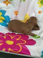 Mae, a female Miniature Dachshund for sale in Ava, MO – 3 of 6