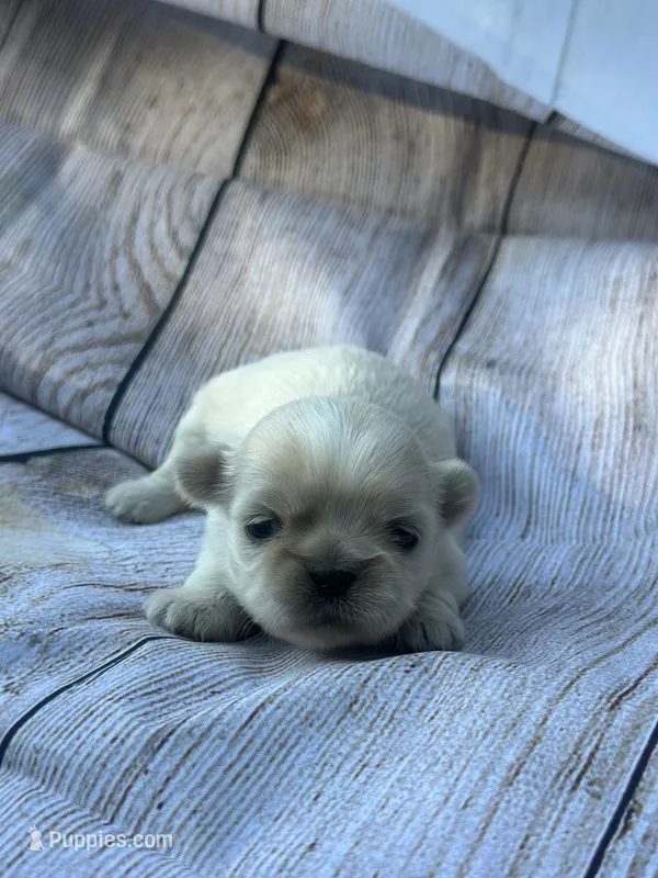 Snowhite  – Shih Tzu puppy for sale in Ava, MO