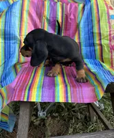 Pepper, a female Miniature Dachshund for sale in Ava, MO – 4 of 5