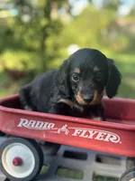 Redbud , a female Miniature Dachshund for sale in Ava, MO – 5 of 7