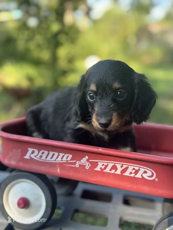 Redbud  – Miniature Dachshund puppy for sale in Ava, MO