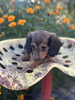 Boss hog , a male Miniature Dachshund for sale in Ava, MO – 5 of 8