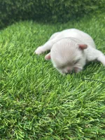 Snowhite , a female Shih Tzu for sale in Ava, MO – 6 of 7