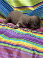 Hershey , a female Shih Tzu for sale in Ava, MO – 7 of 8