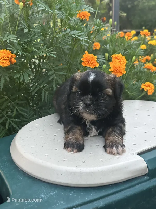 Belle  – Shih Tzu puppy for sale in Ava, MO