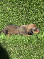 Sissy, a female Miniature Dachshund for sale in Ava, MO – 5 of 7