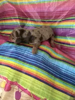 Diamond , a female Miniature Dachshund for sale in Ava, MO – 4 of 6