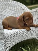 Mickie, a male Miniature Dachshund for sale in Ava, MO – 4 of 6