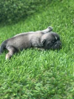 Bluey, a female Shih Tzu for sale in Ava, MO – 7 of 8