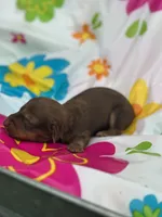 Myrtle , a female Miniature Dachshund for sale in Ava, MO – 6 of 6