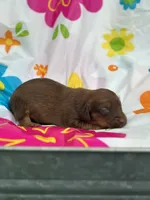 Mizz, a female Miniature Dachshund for sale in Ava, MO – 4 of 6