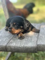 Coco, a male Miniature Dachshund for sale in Ava, MO – 3 of 6